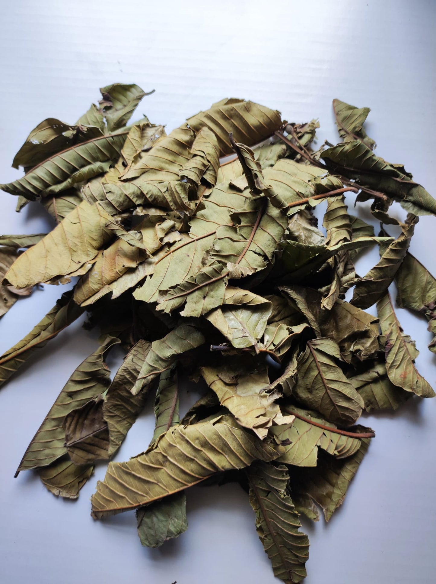 FEUILLE DE GOYAVE