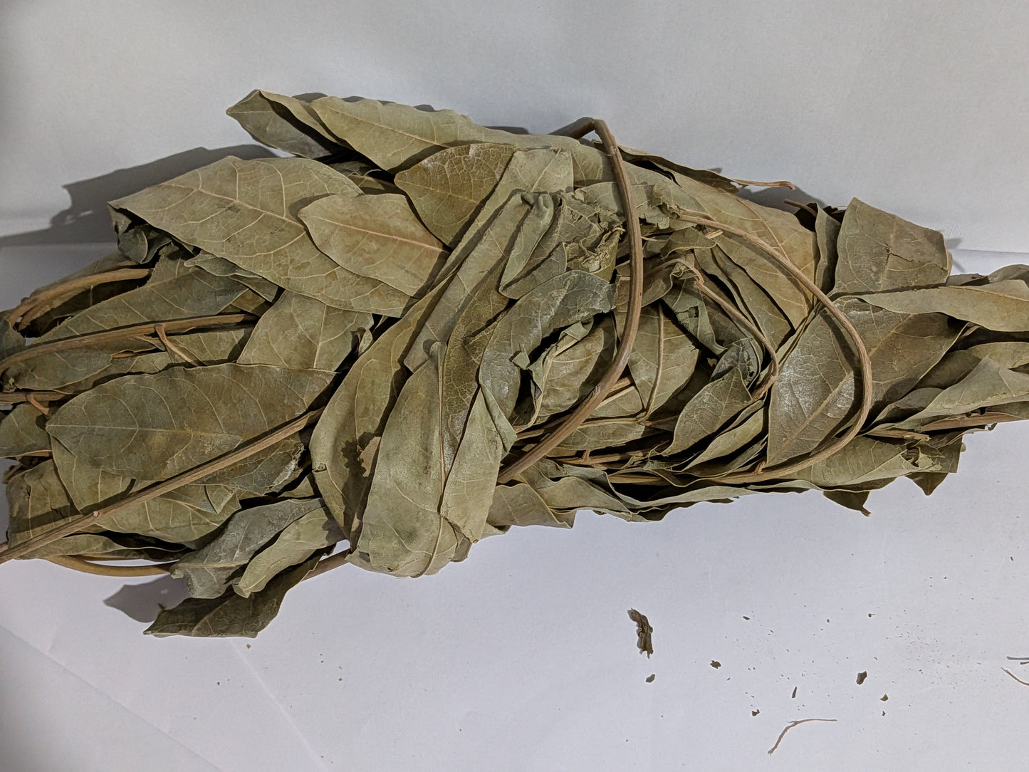 PLANTE CAILCEDRAT